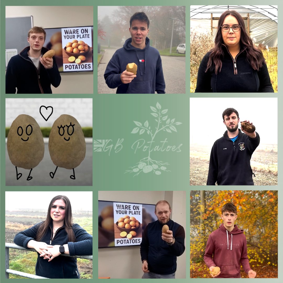 GB Potatoes tweet media