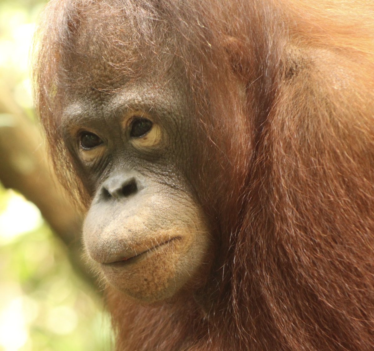 OrangutanonX's tweet photo. Today we fostered Cory Marder, and Trudeau 🦧🧡

Real rainforest support. Real adoption. Real impact.
Every step brings more hope for orangutans.

We keep going. #Orangutan $Orangutan https://t.co/M6O0Q0yNWh