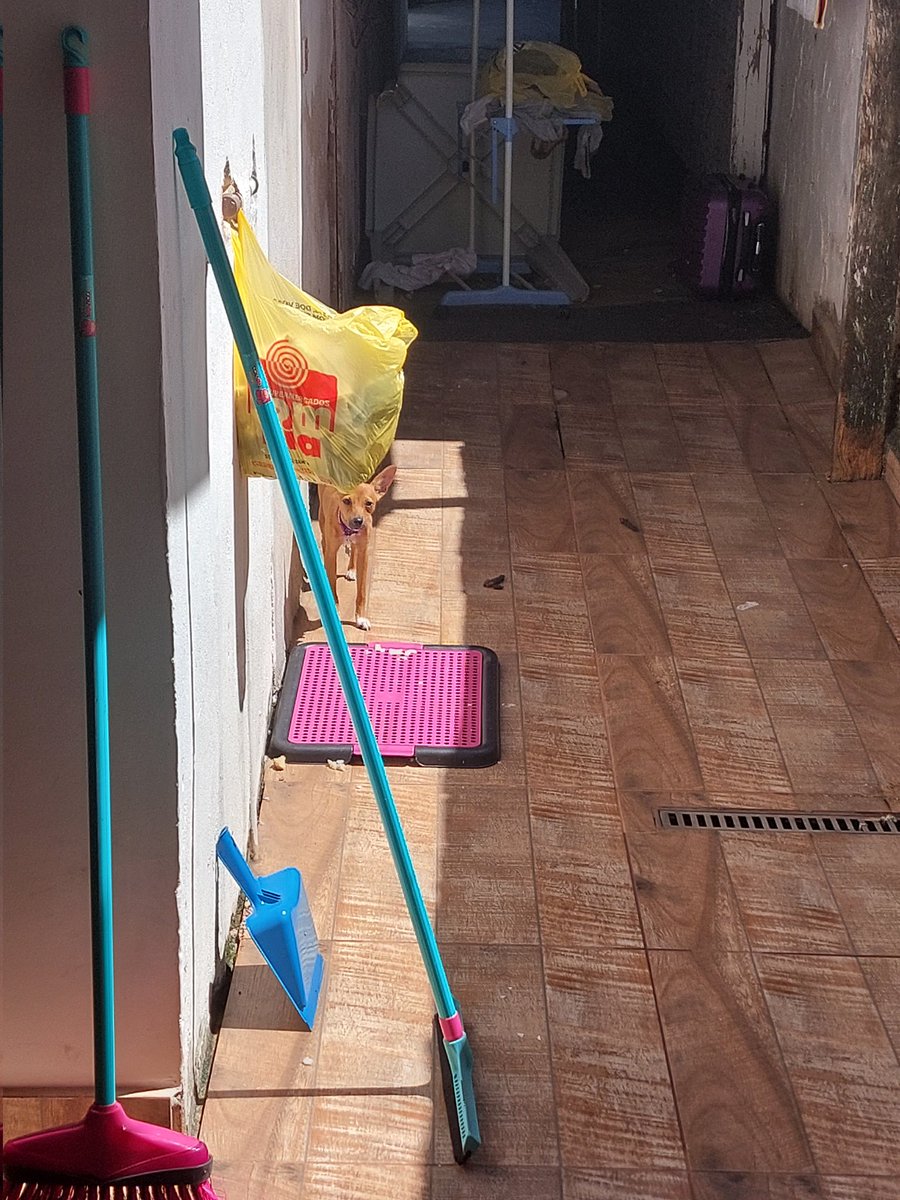 Fer13Maria's tweet image. eu morrendo de calor e ela lá torrando no sol