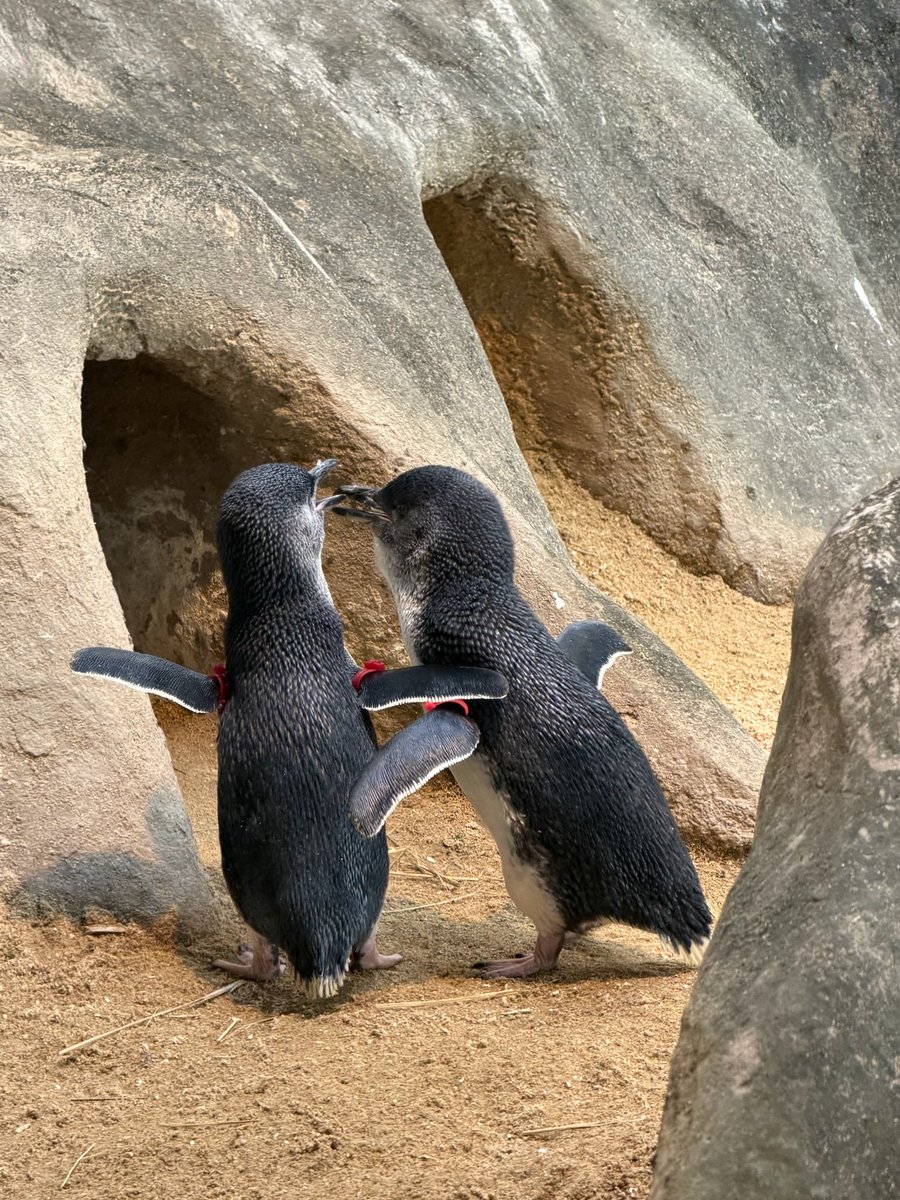 Q80372's tweet photo. 赤赤ちゃん、ピンクちゃん
Dec 2025
長崎ペンギン水族館
#korora #コガタペンギン #bluepenguin https://t.co/AS1oWcoxjQ