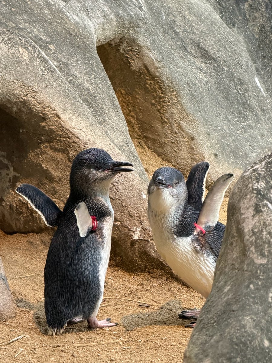 Q80372's tweet photo. 赤赤ちゃん、ピンクちゃん
Dec 2025
長崎ペンギン水族館
#korora #コガタペンギン #bluepenguin https://t.co/AS1oWcoxjQ