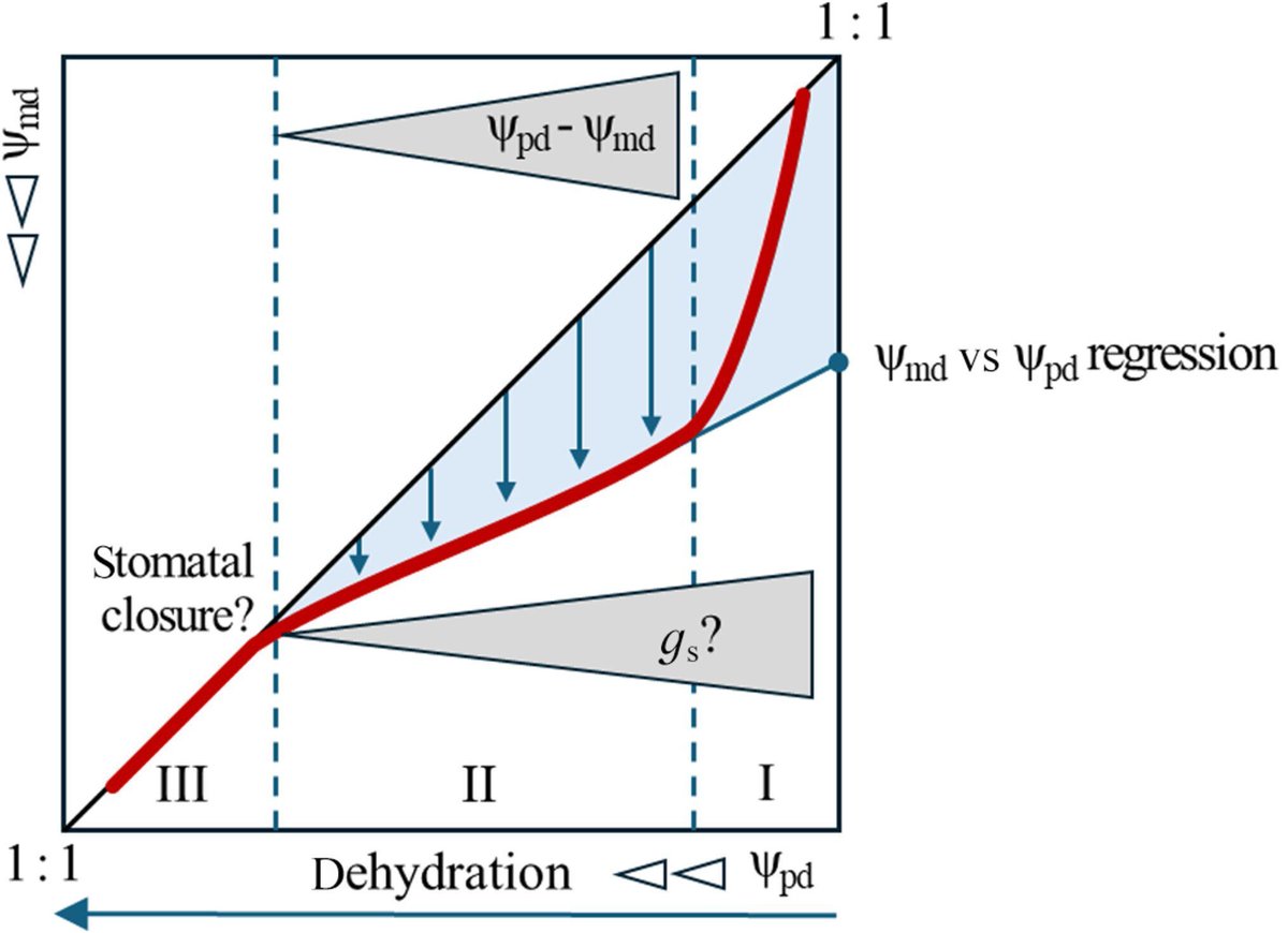 NewPhyt's tweet image. Early onset of #stomatal closure confounds current interpretations and applications of iso-/anisohydry theory

A #Letter by Arend et al.
👇

📖 nph.onlinelibrary.wiley.com/doi/10.1111/np…

#LatestIssue