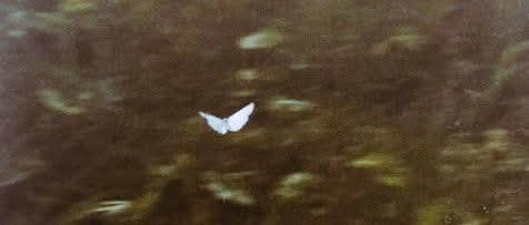 Literariium's tweet image. “what is written to be yours is already yours.”