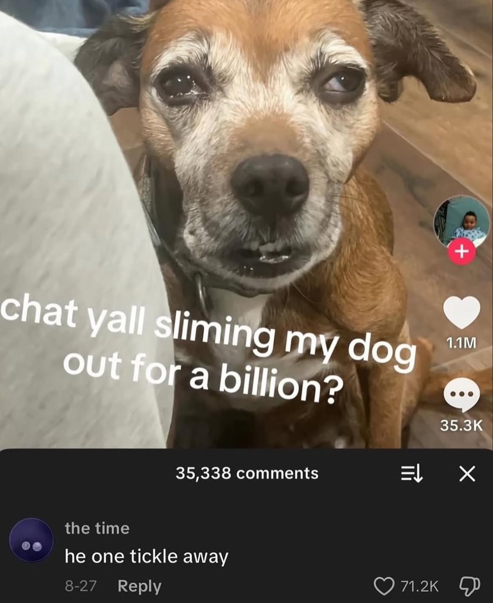 tragicbirdapp's tweet image. 