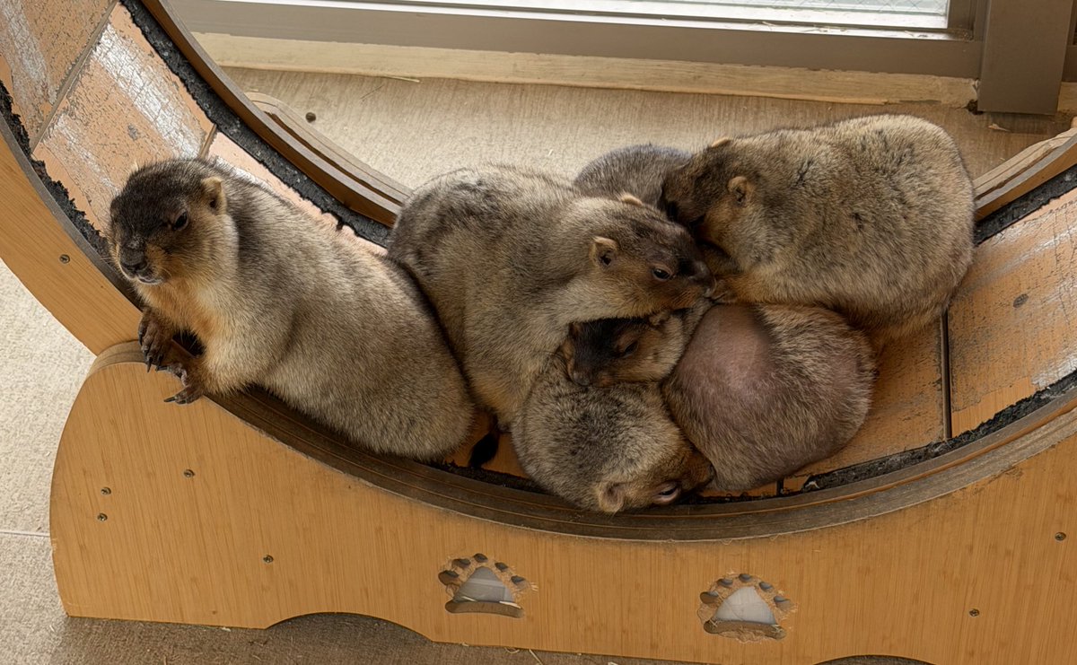 kinako🦊🪬 (@2525kina5) / Posts / X