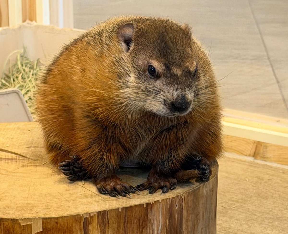 kinako🦊🪬 (@2525kina5) / Posts / X