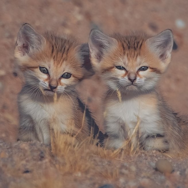 RARO! Fotógrafo flagra família de gatos-do-deserto no Oriente Médio.