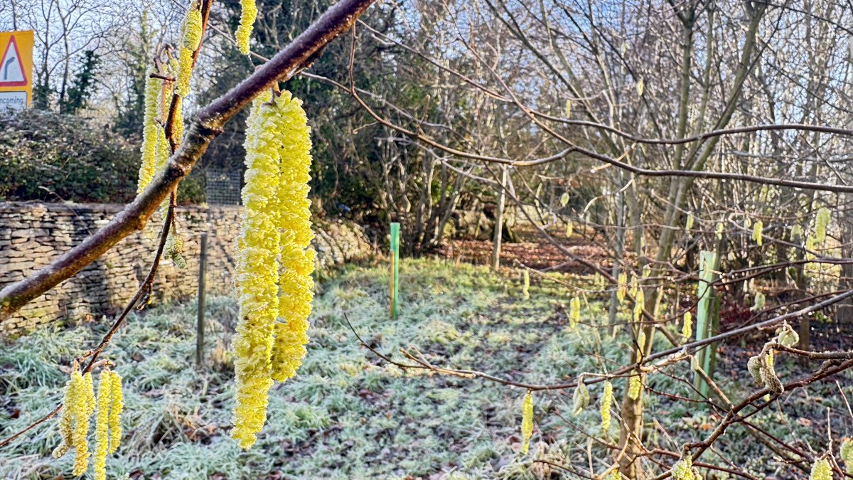 Acton Court, @actoncourt #Tudorhistory, #ActonCourt, #Tudor, #gardens, A few images from a cold walkabout in the copse with a few flower highlights