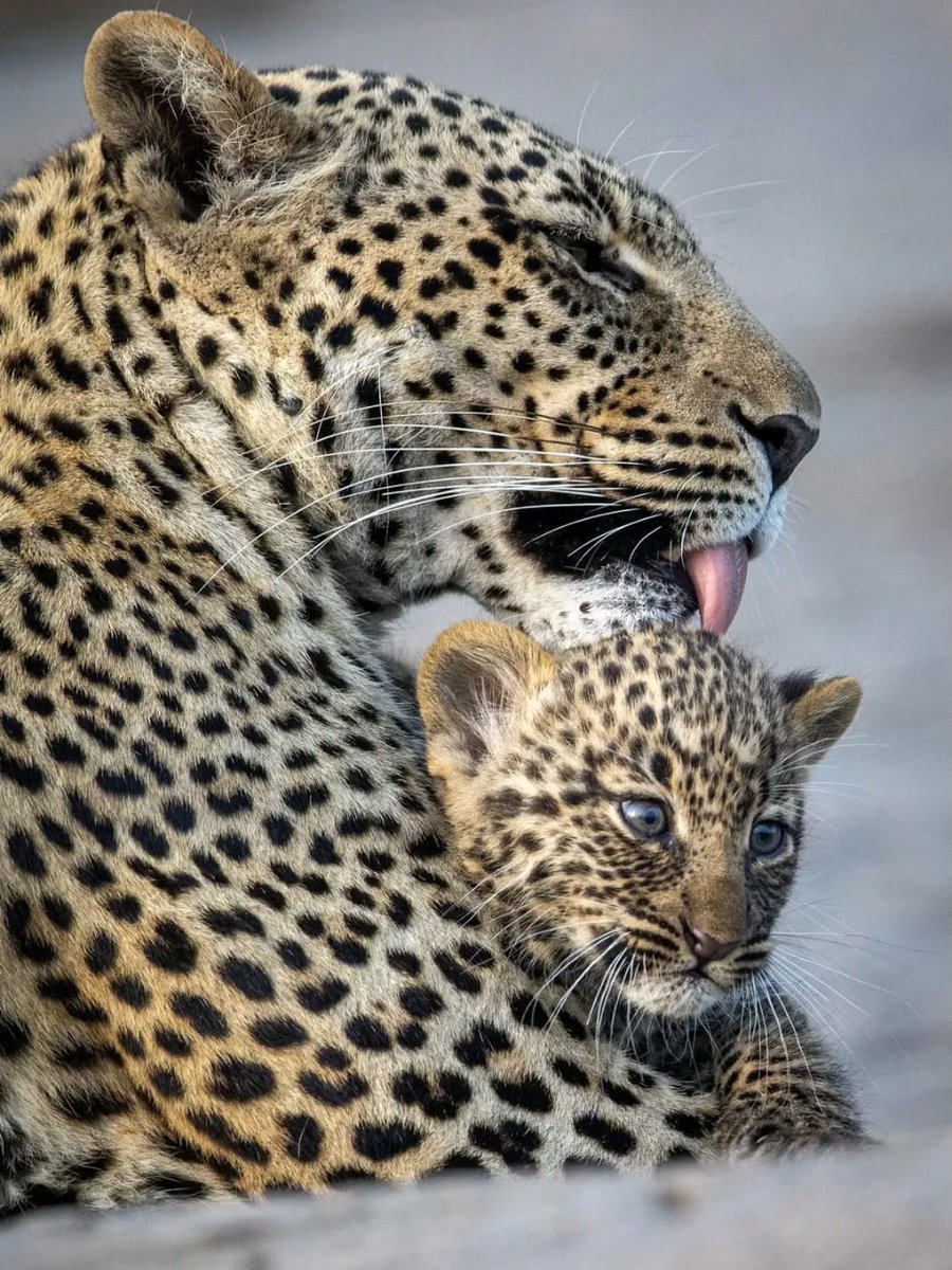 MAYANJA ☥🐆☥ #Omutabaazi #NnalubaaleRoots tweet media