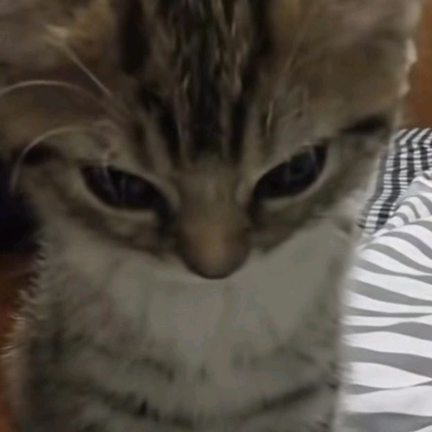 coretised's tweet image. i found ma cat