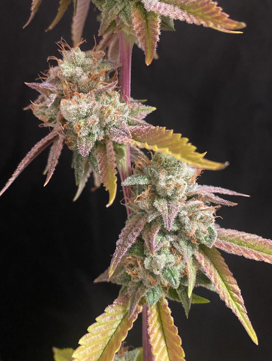 People under the stairs genetics tweet media