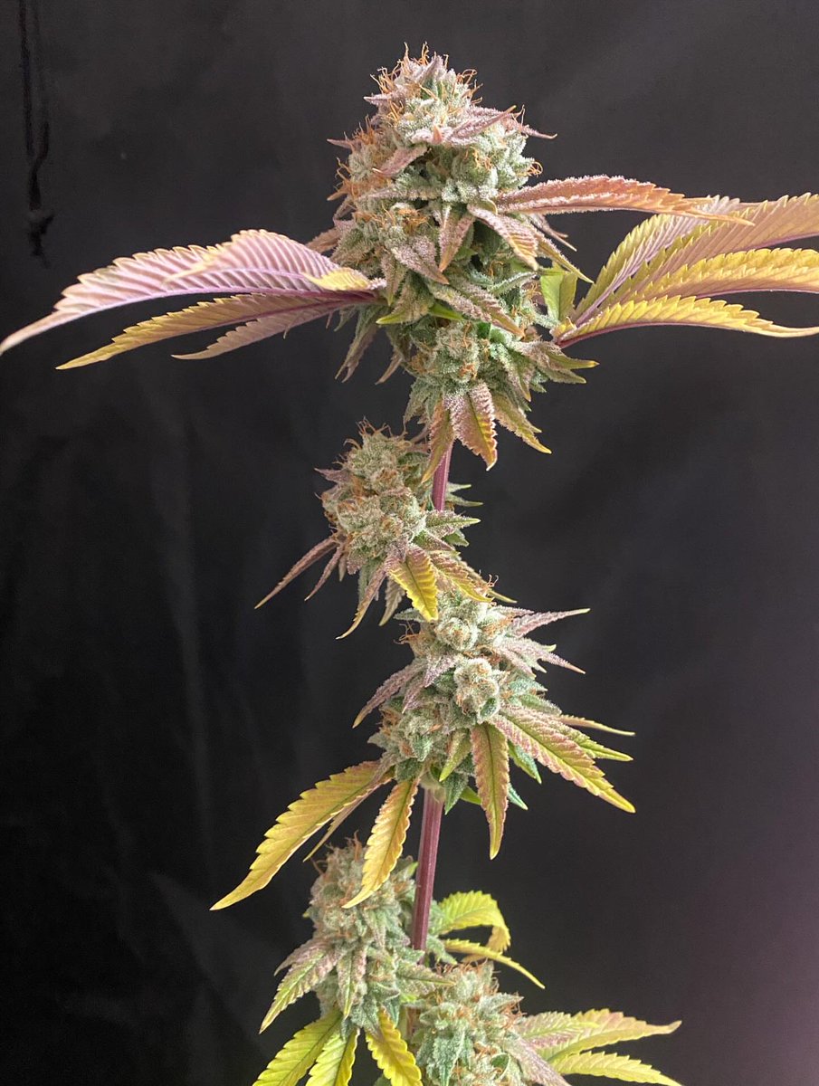 People under the stairs genetics tweet media