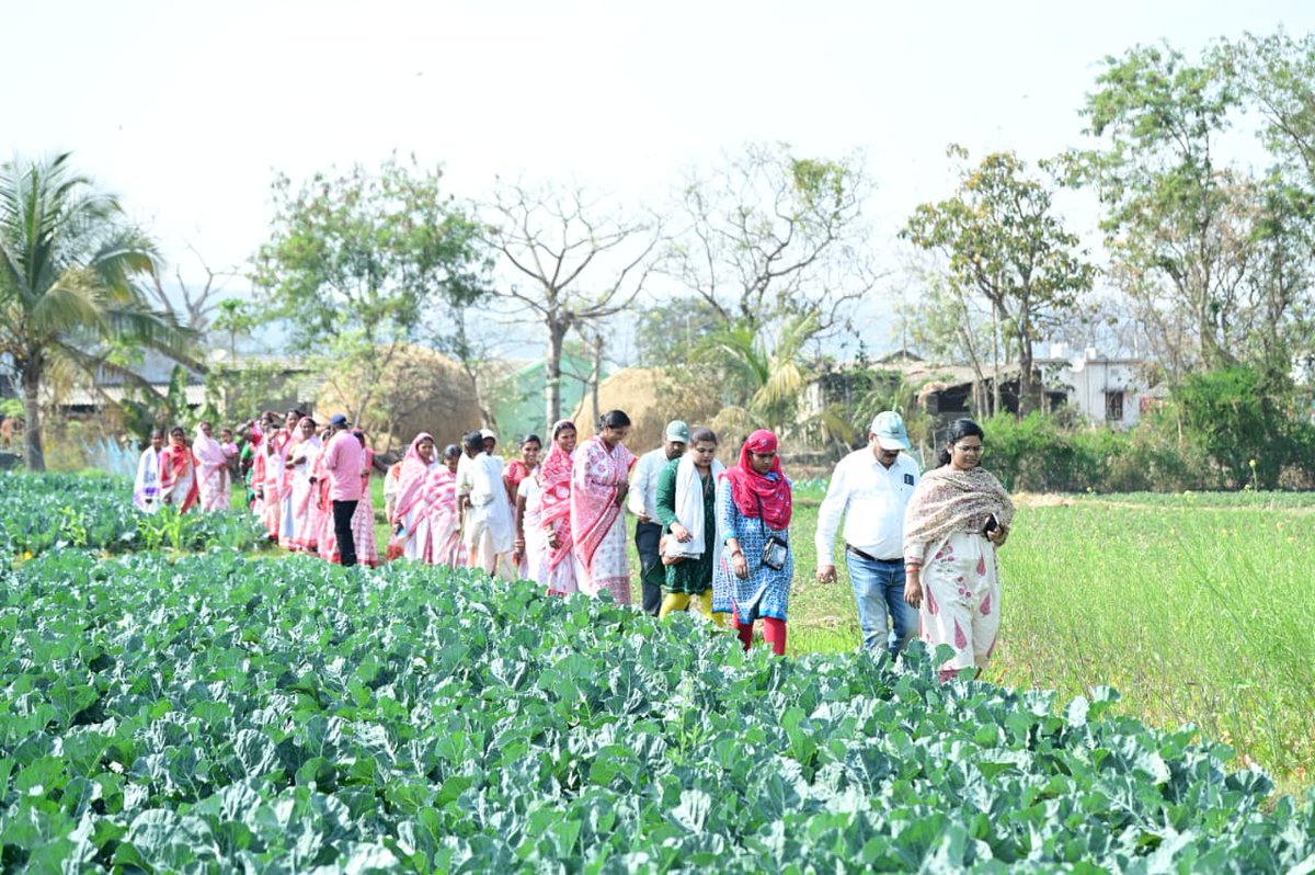 DMF Kendujhar tweet media