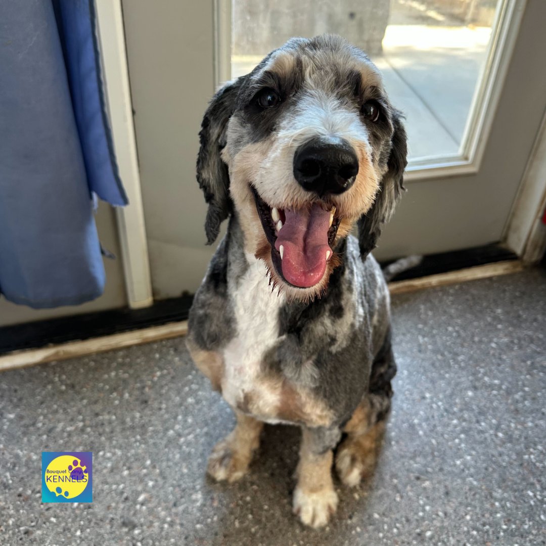 SCVBCKennels's tweet image. Fresh trim. Clean coat. Big smile.
Add grooming to your pet’s next stay and send them home looking their best. Visit bouquetcanyonkennels.com/services or call us today (661) 297-5484!

#DogGrooming #BoardingAndGrooming #BouquetCanyonKennels