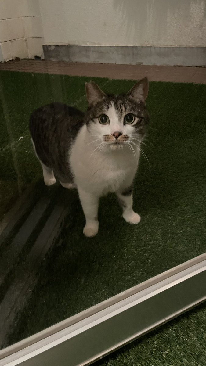 猫教授 tweet media