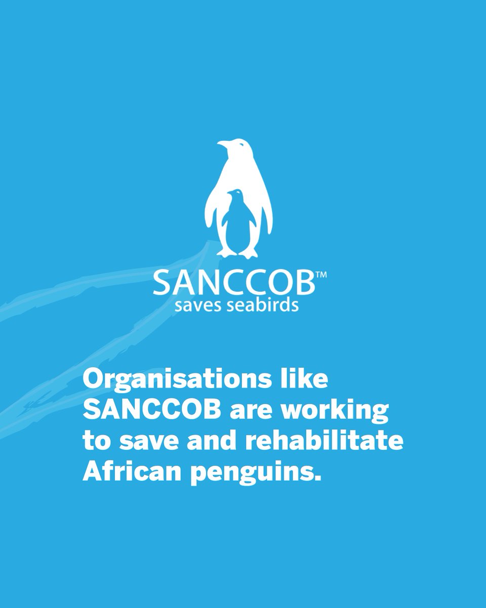 Africa Travel Week tweet media