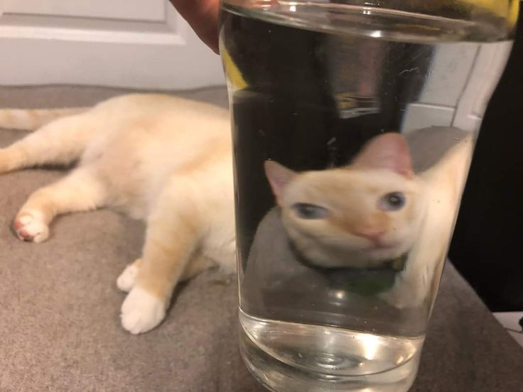 vx-underground tweet media