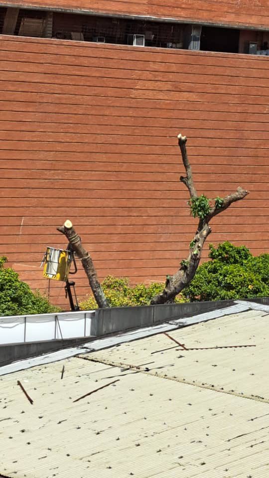La historia del Traki de la Boyera se repite ahora en el Naida Hogar de la Av Blandin, un árbol de toda la vida , mínimo 70 años cercenado sin piedad , ante la indiferencia de las autoridades que no hacen absolutamente nada para impedir la desertificación de la ciudad. Difundan!