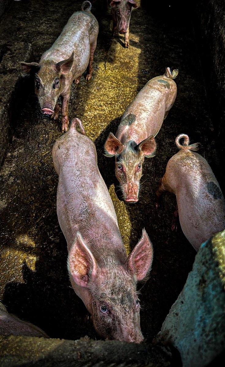 Fola Fasanmi tweet media