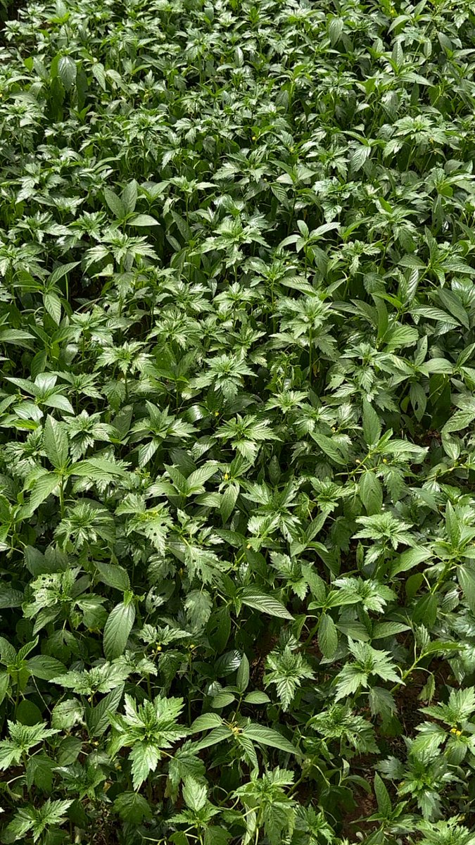 Fola Fasanmi tweet media