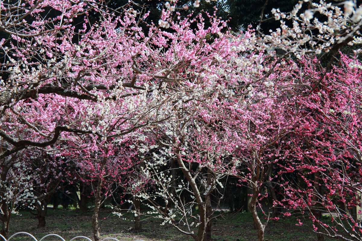 「もう駄目だ」とあきらめかけているときでも、「あなたのために祈っています」と言ってくれる人がいると、「この人が祈っていてくれるなら、何とかなるかもしれない」という気がしてきます。祈りには、希望を生み出す確かな力があるのです。今晩も、皆さんの上に神様の祝福がありますように。片柳神父