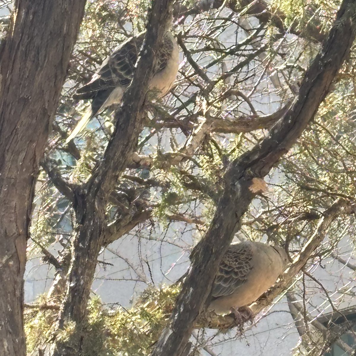 원래 맨날 참새 앉아있던 자리에 오늘 참새는 없고 멧비둘기가 있는 거 봄 아무래도 참새가 진화한 듯