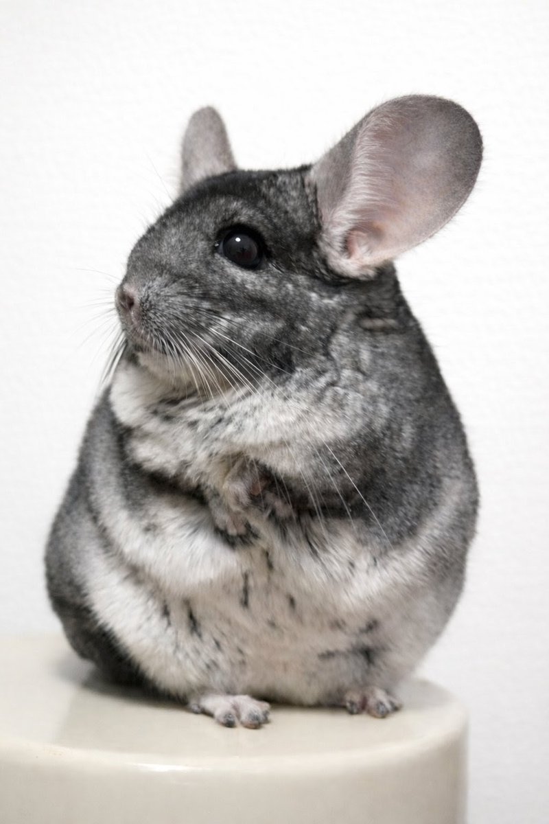 モフちゃん (@mofuchan0301) / Posts / X