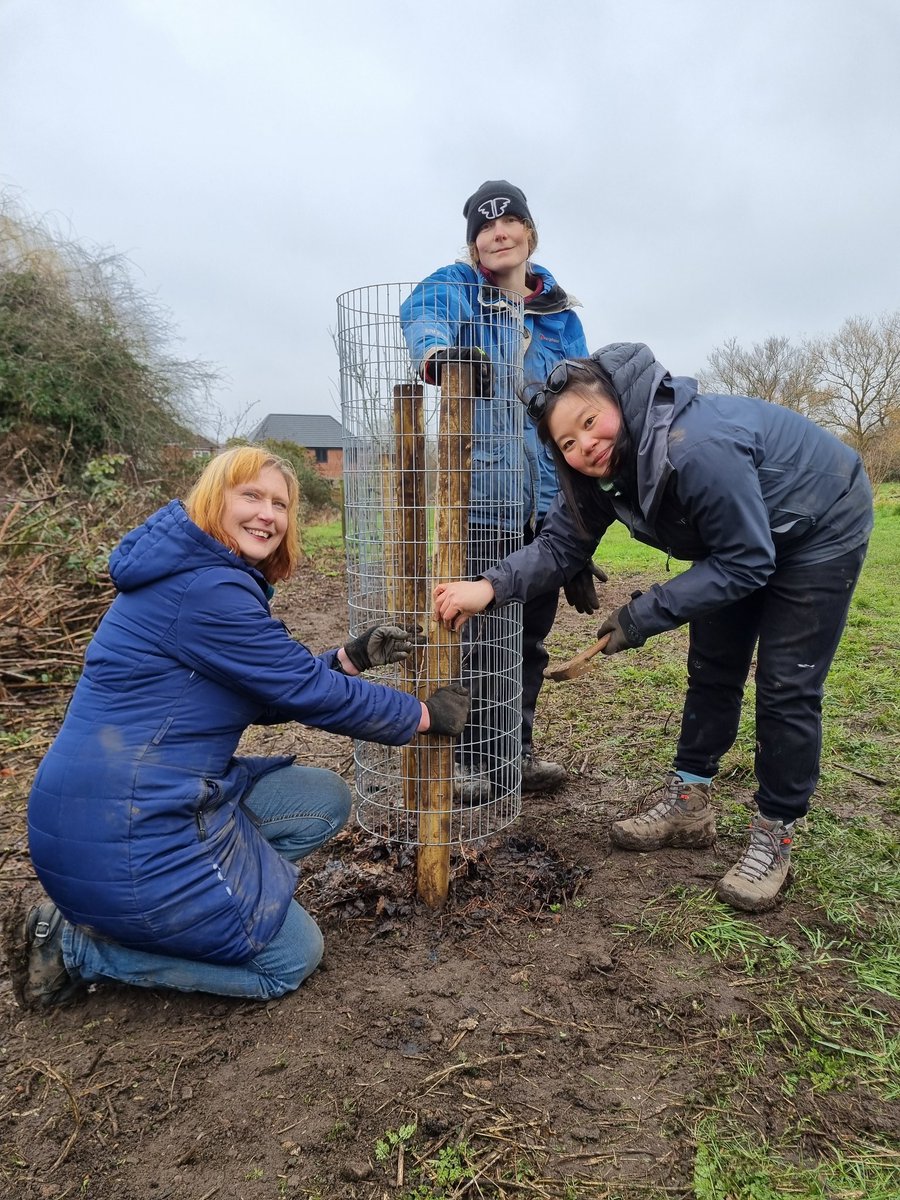 fruitnutvillage's tweet image. The weather forecast was wrong! A dry morning today... planting #FruitTrees in #PlymouthRun #Stirchley. #BlueTit #Gladstone #Willingham #HerefordshireBeefing #SwansEgg #ScotchBridget