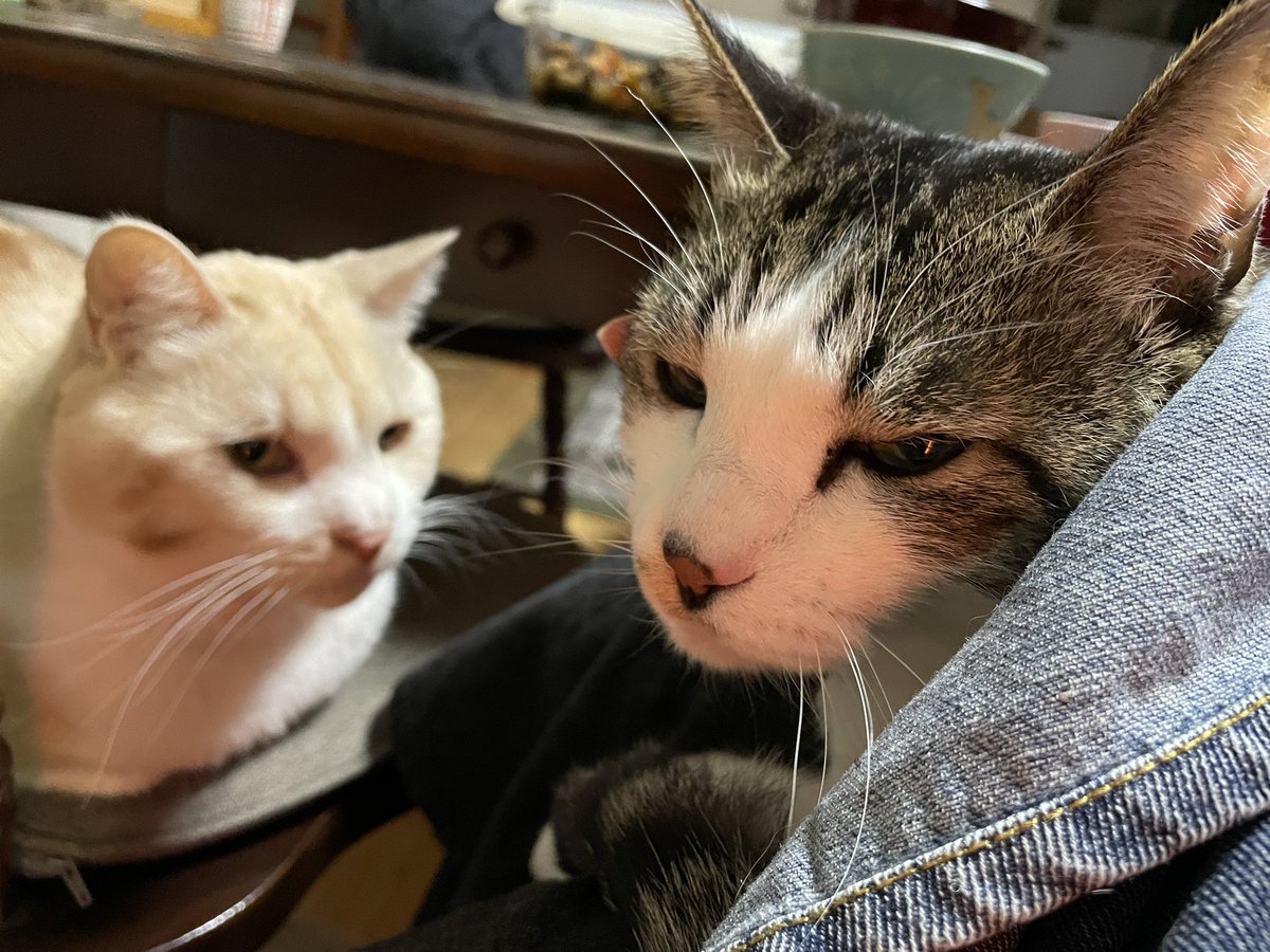 お膝抱っこされてるタラちゃんと、それをじろじろ見てるキビタロウ