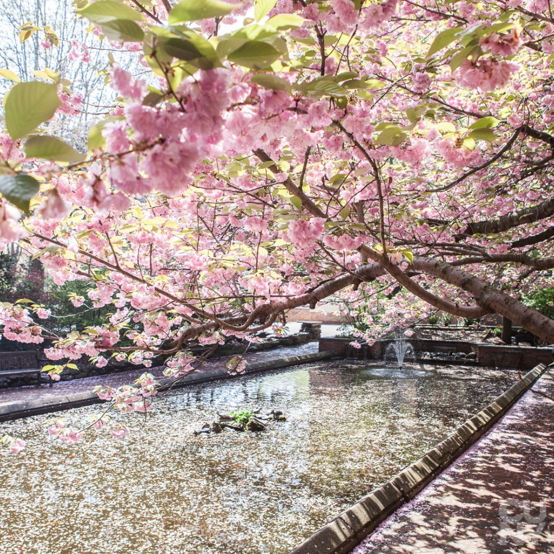 Brooklyn College Alumni Engagement tweet media