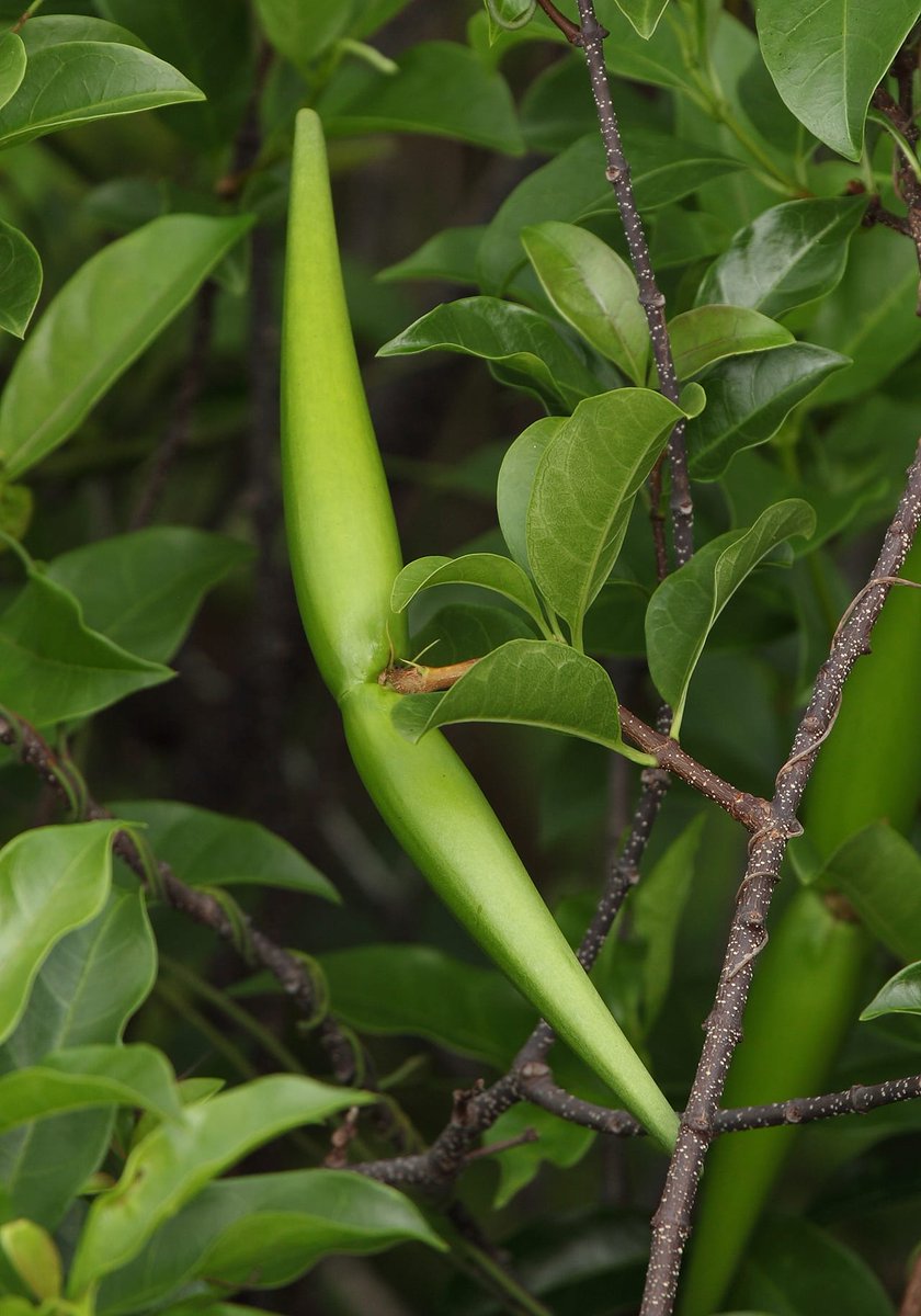 Randle McMurphy tweet media