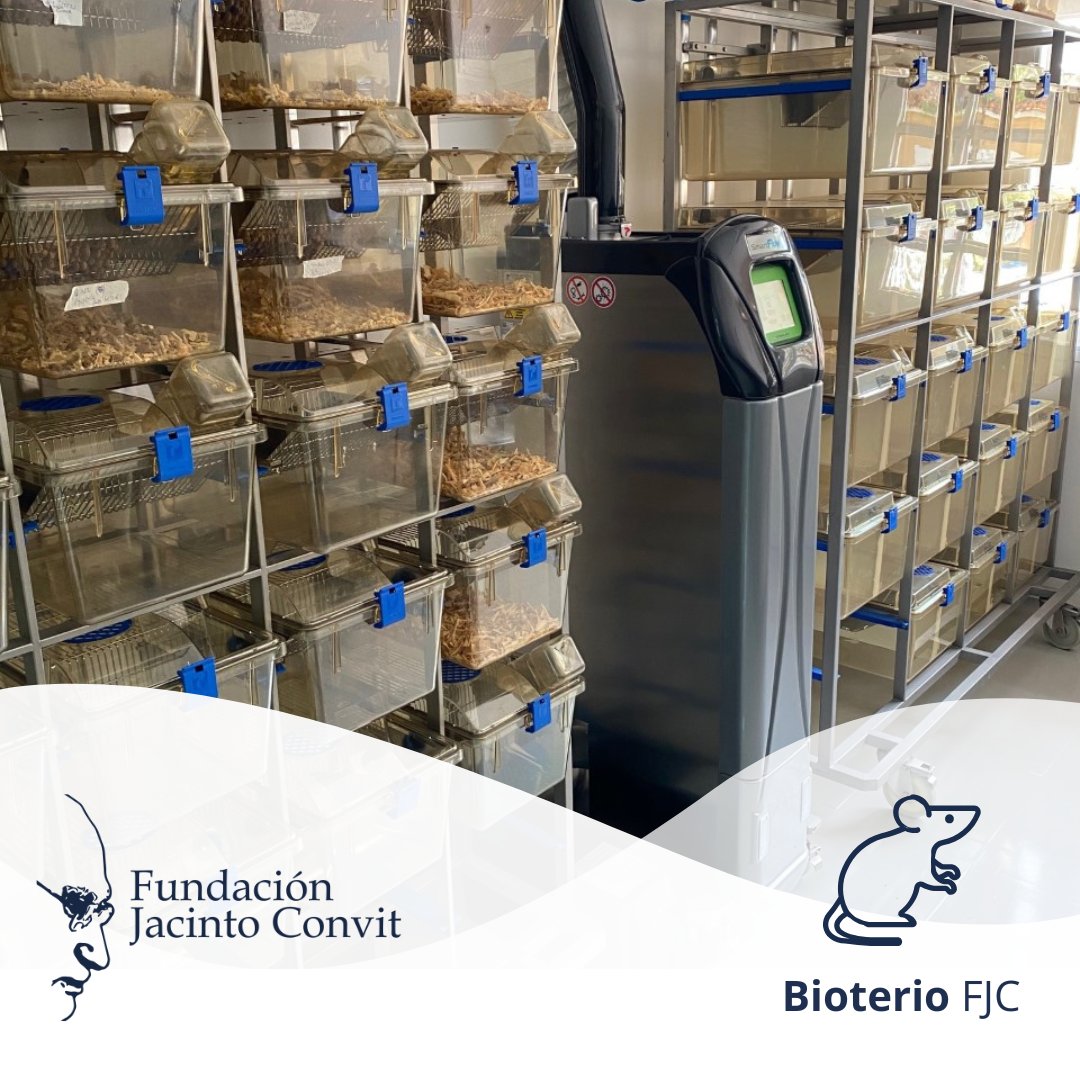 La #FJC cuenta con un bioterio experimental mixto, es decir, abarca la producción, reproducción, crianza, manutención y experimentación de animales de laboratorio, para llevar a cabo protocolos de investigación diseñados en la #UEI en materia de inmunoterapias.