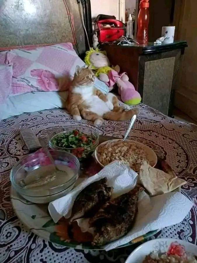 لما تتعزم ع الفطار وتعمل نفسك مش مركز مع الأكل