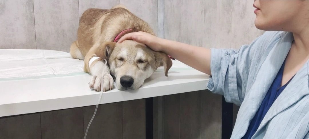 میتی کُمان tweet media