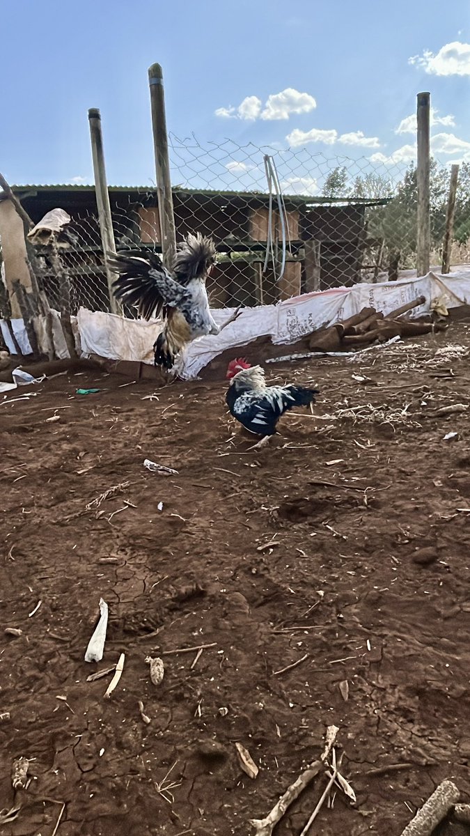 Fredmunene_'s tweet image. Am waiting for the loser 😀 water is boiling