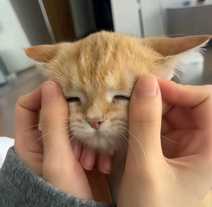 kittyperth's tweet image. squishy ₍ ˶•⤙•˶ ₎

— ꒰ #PerthTanapon #KDPPE ꒱ ♡🐈‍⬛