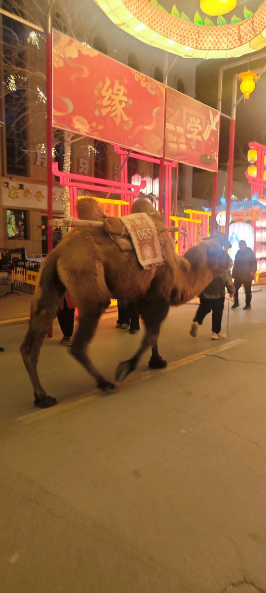 Mr.VE折太郎 tweet media