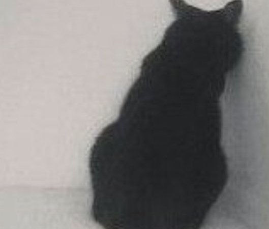 ᅠ⤸꒷꒦ ﹅ Σ ꜝ tweet media