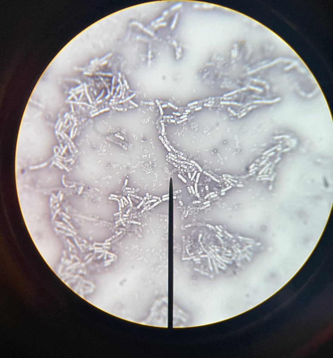 RoseThunder 💜 tweet media