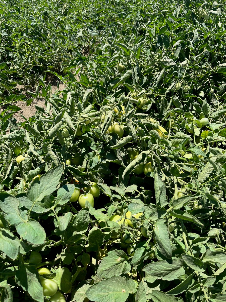 Cal Ag Solutions tweet media