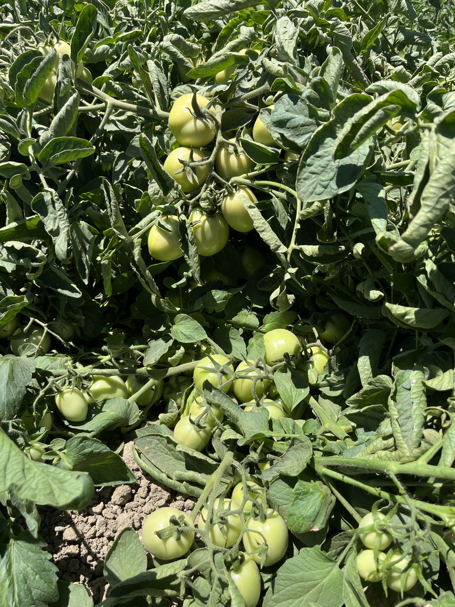 Cal Ag Solutions tweet media