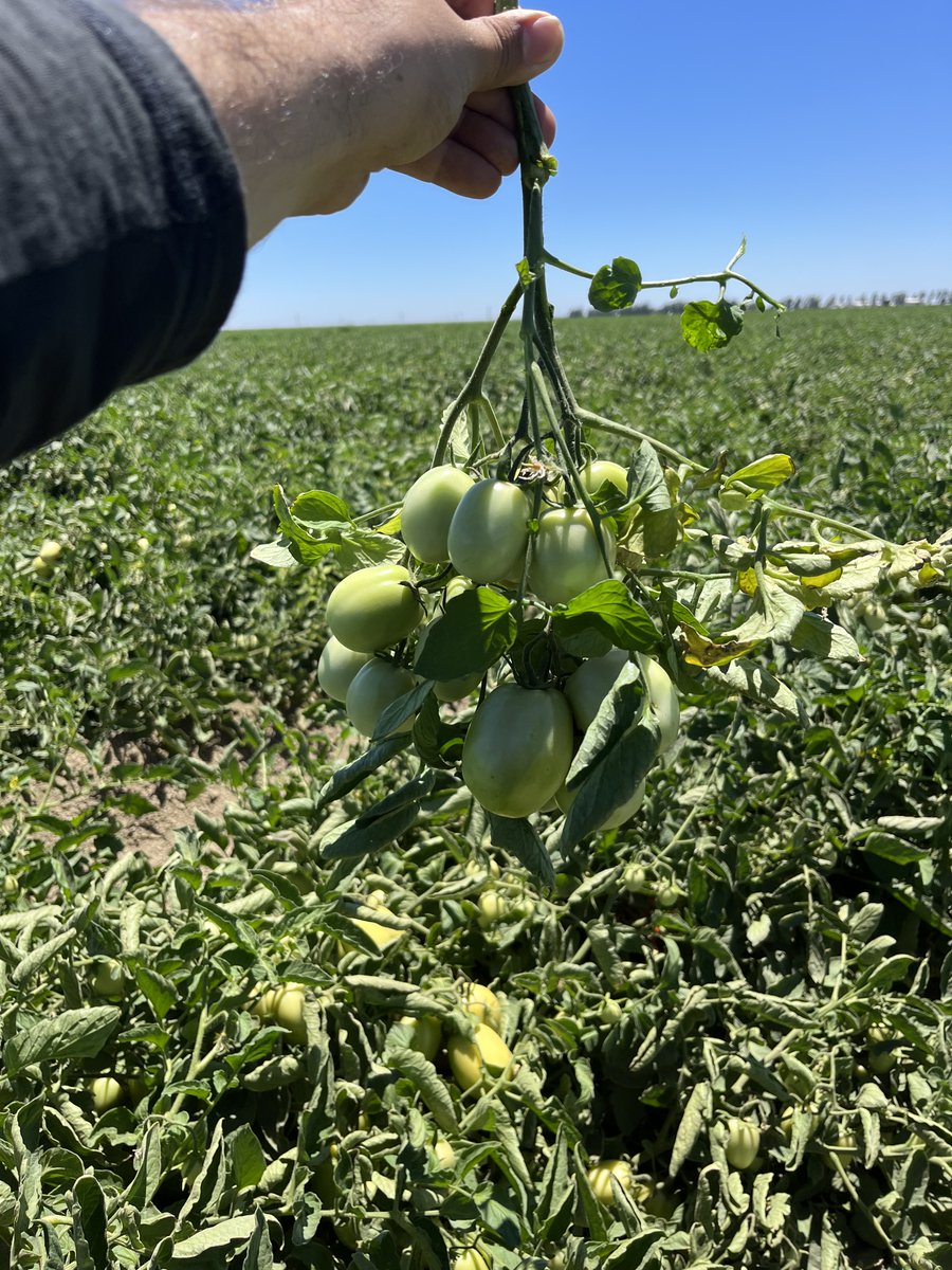 Cal Ag Solutions tweet media