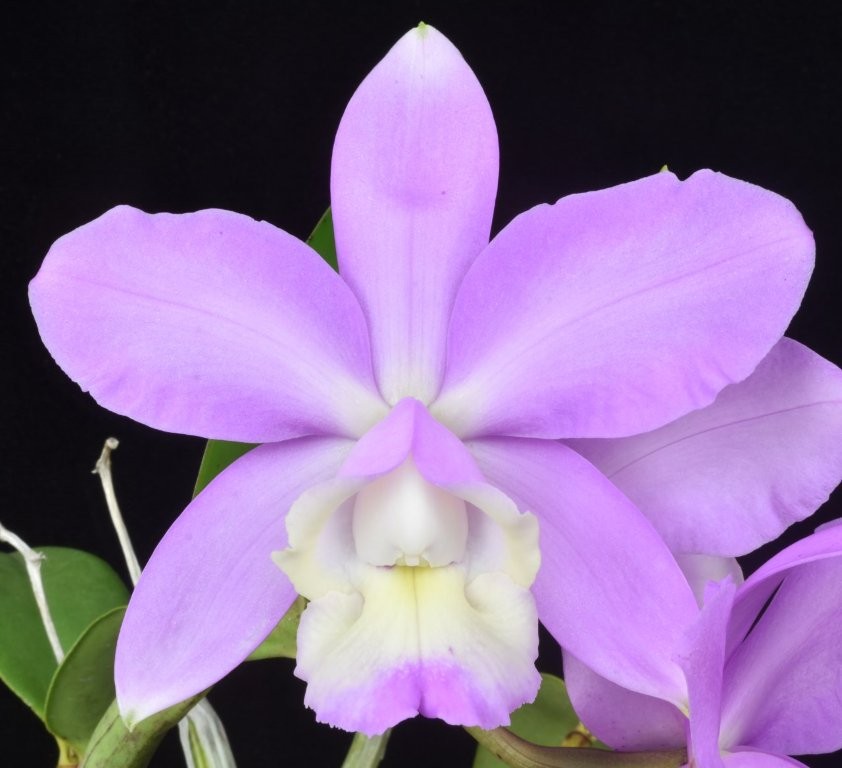 Hilo Orchid Society tweet media