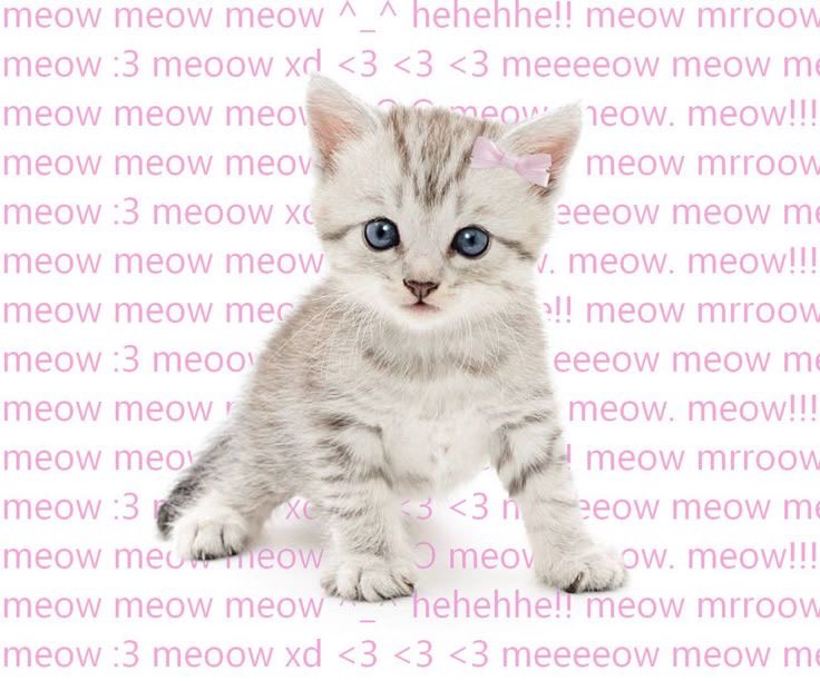 ♪⃣ 𓈒 ݁ 𓏲𝄢 tweet media