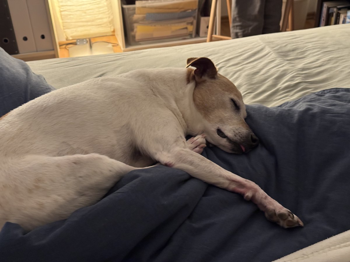 Andreas_SQL's tweet image. Buddy im Tiefschlaf in Papas Bett.
Sabbert, schnarcht und fiept, wenn ihm im Traum eine Wurst über den Weg läuft.
#DogLovers