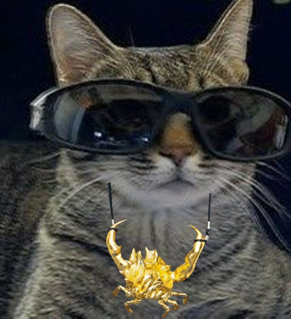 joaquin as cats (@bigotesxjoaco) on Twitter photo 