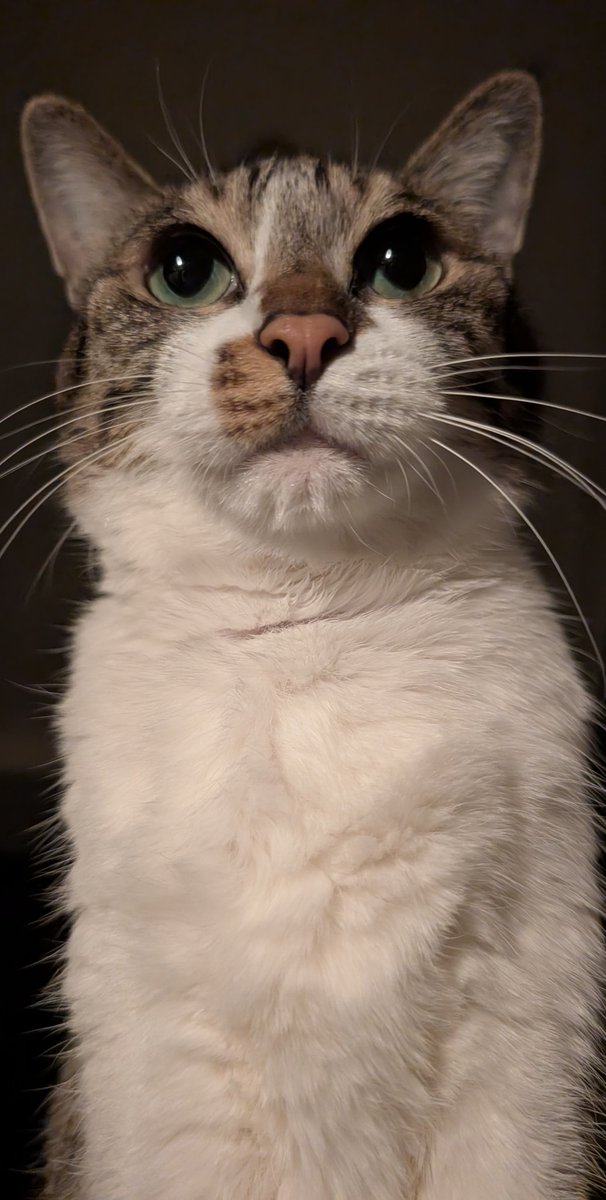 ﾈｺﾁｬﾝは激怒した。必ずや、かの冷酷な飼い主に思い知らせてやらねばやらぬと決意した。ﾈｺﾁｬﾝには親心がわからぬ。ﾈｺﾁｬﾝは姉である。妹と毎晩、猫団子になって眠ってきた。けれども、飼い主と妹が寝室に移動して自分だけこたつに置き去りにされたことに対しては、猫1倍寂しかった。