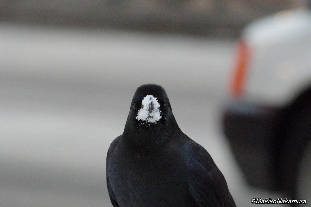 嘴に雪が付いていたブト君。

#カラス #ハシブトガラス #札幌のカラス #NPO法人札幌カラス研究会 #shootpentax