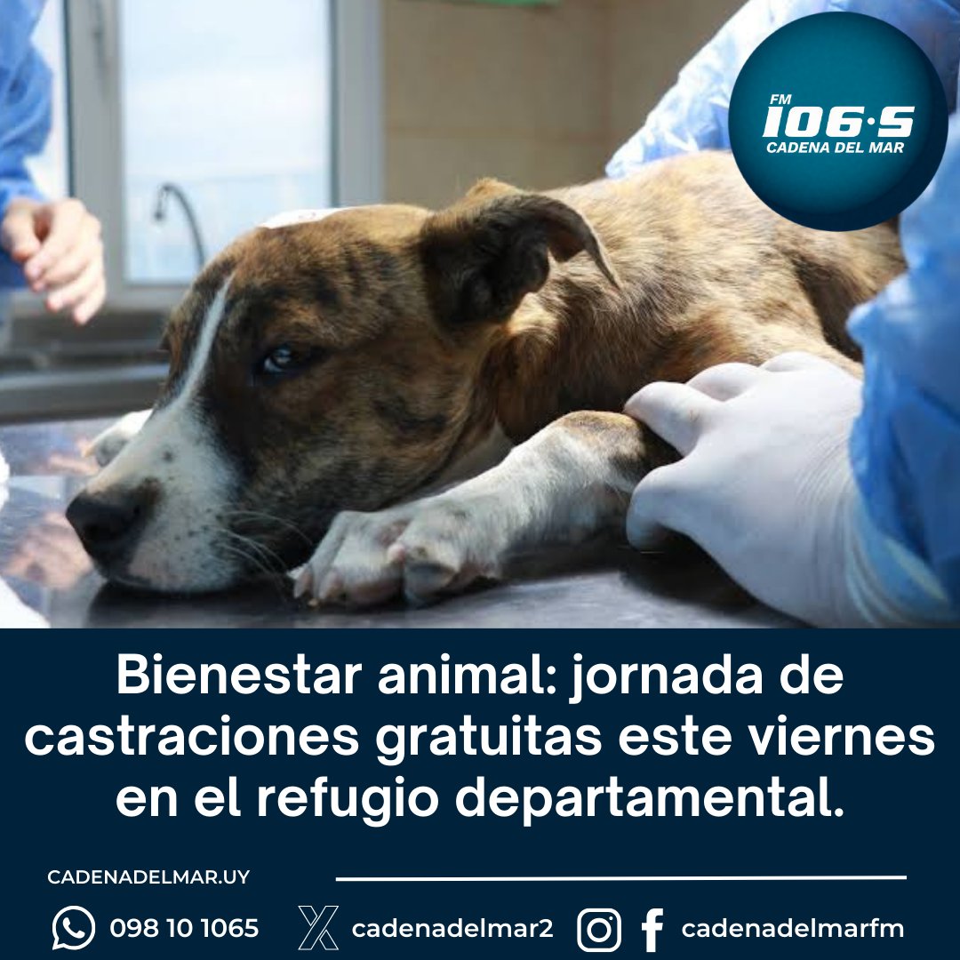El próximo viernes 20 de febrero se llevará a cabo una nueva instancia del servicio de esterilización canina en el Refugio Municipal. Desde la Intendencia Departamental de Maldonado se informa a los interesados que deberán agendarse previamente y cumplir con los requisitos