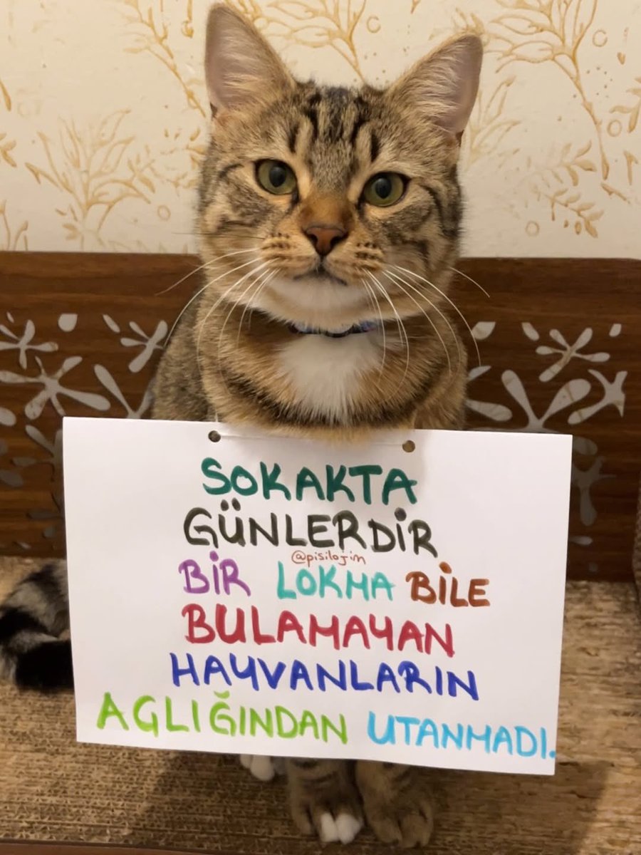 zeyyerinde1's tweet photo. Saatlerce aç kalınca sinirlenen, tahammülü azalan insan; günlerdir bir lokma bulamayan sokaktaki canların açlığını çoğu zaman görmezden geliyor. Oysa onların derdi ne lüks ne konfor… Sadece yaşamak. Bir kap su, bir avuç mama, biraz vicdan. Merhamet büyük şeylerle değil, küçük davranışlarla başlar. Görmezden gelmek yerine fark edenlerden olalım. Çünkü bu dünya yalnızca insanların değil, tüm canlıların.
#SokakHayvanlarıSahipsizDeğil 
#YaşamHaktır